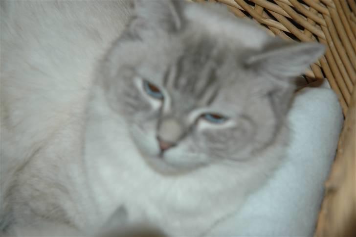 Ragdoll Emma - Emma´s moar ;) billede 7