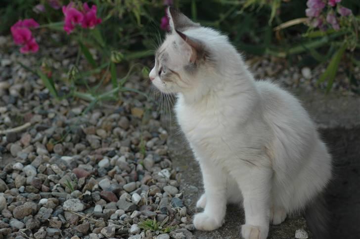 Ragdoll Emma billede 8