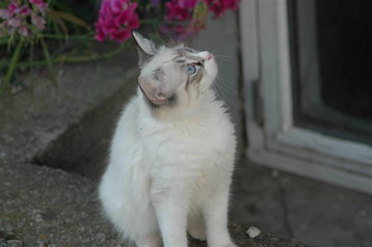 Ragdoll Emma billede 9