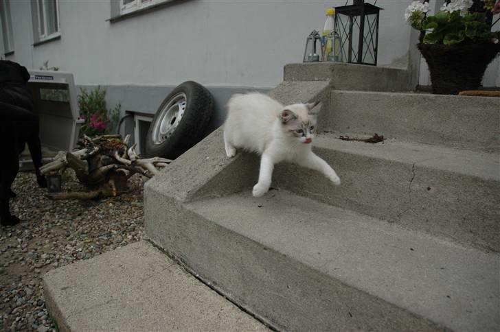 Ragdoll Emma billede 10