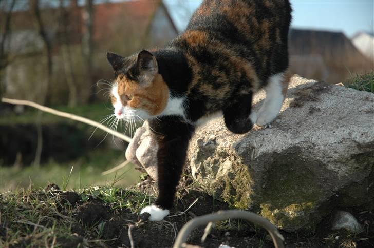 Huskat Rosa billede 2