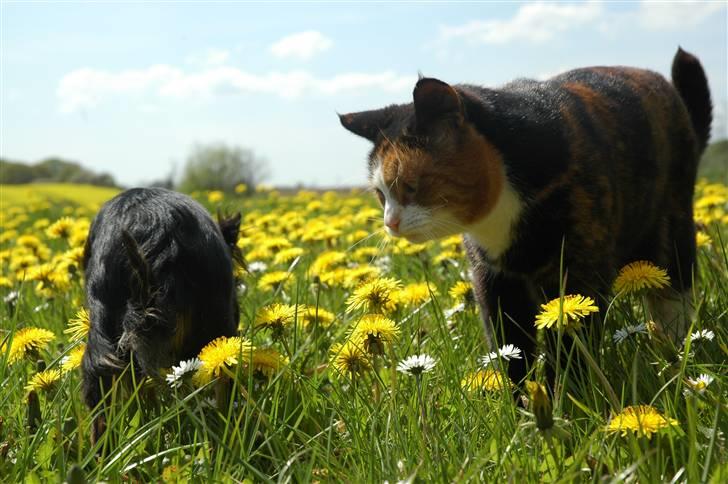 Huskat Rosa billede 5