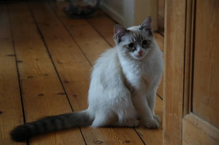 Ragdoll Emma billede 11