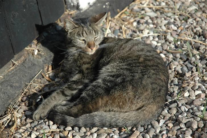 Huskat Freja billede 1