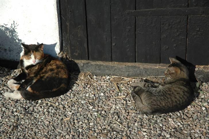 Huskat Freja billede 2