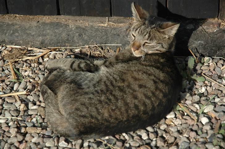 Huskat Freja billede 3