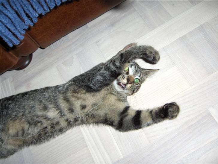 Huskat Freja billede 4