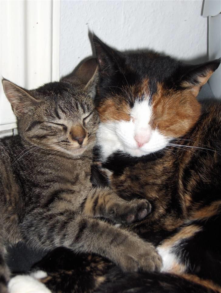 Huskat Freja billede 5