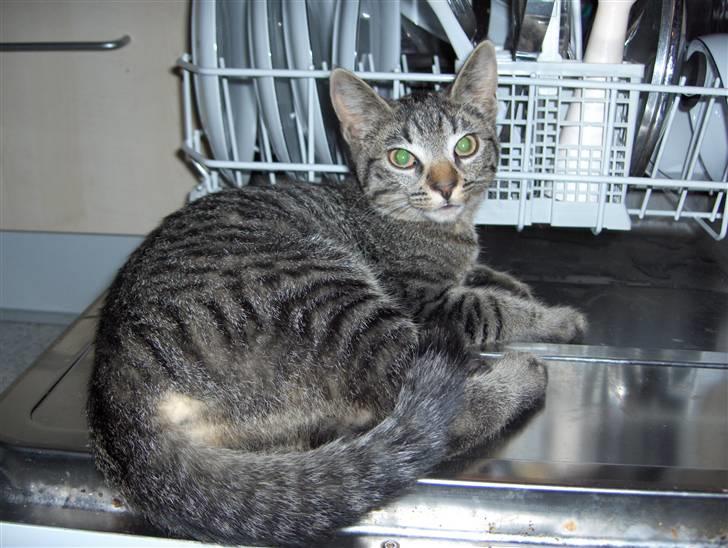 Huskat Freja billede 6