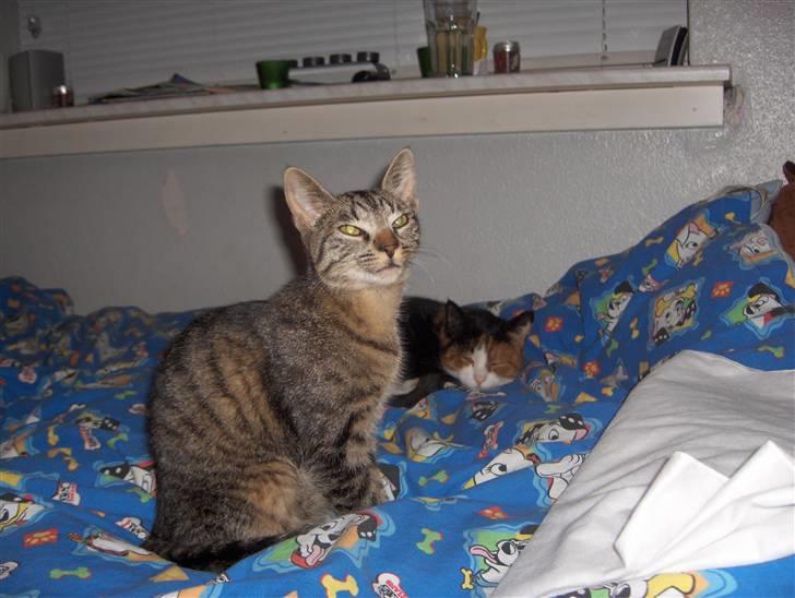 Huskat Freja billede 7