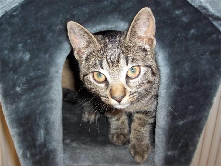 Huskat Freja billede 8