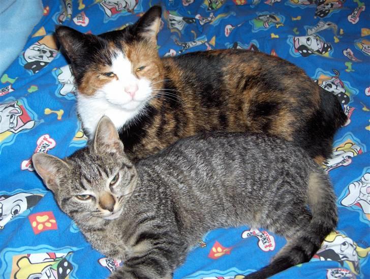 Huskat Freja billede 9