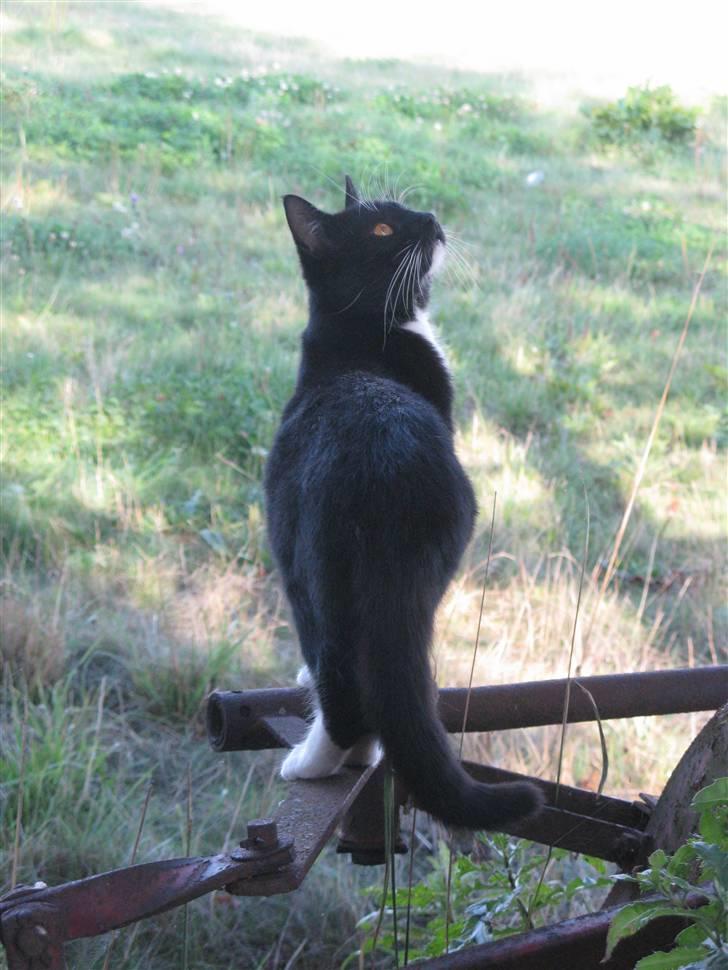 Huskat Emilie - Velkommen til Emilie´s profil!!!! billede 1