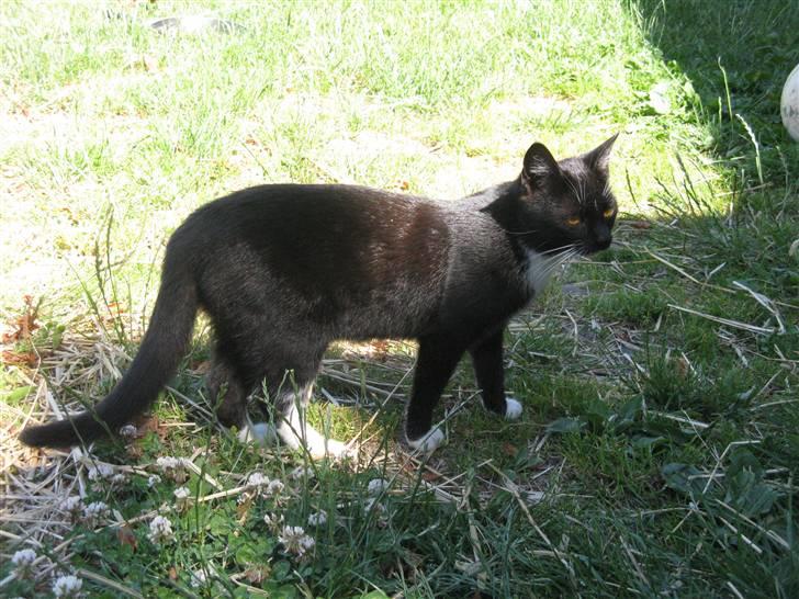 Huskat Emilie billede 2