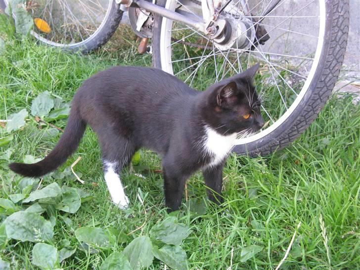 Huskat Emilie billede 3