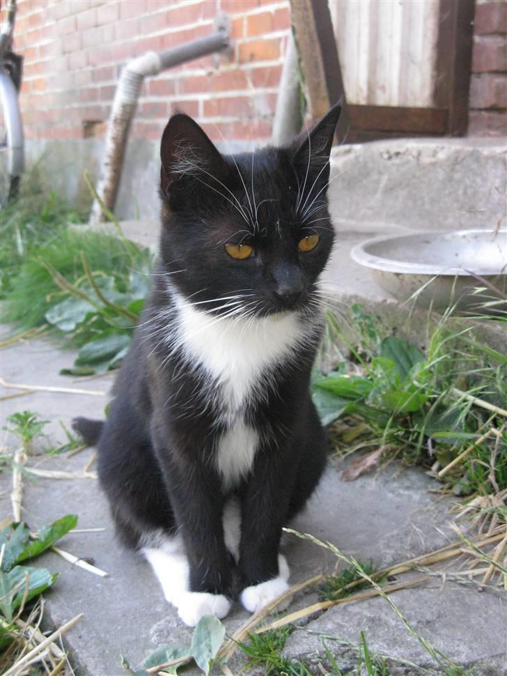 Huskat Emilie billede 4