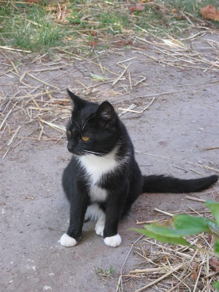 Huskat Emilie billede 5