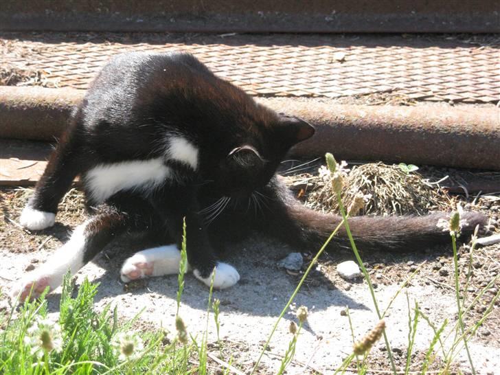 Huskat Emilie billede 6