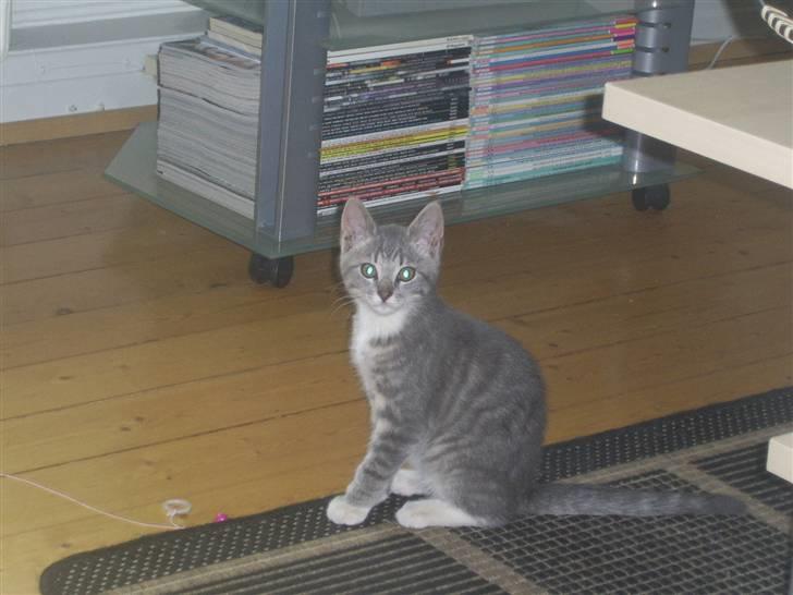 Blanding af racer Frede billede 1