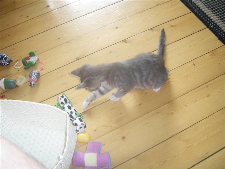 Blanding af racer Frede billede 2