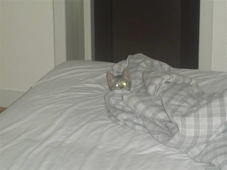 Blanding af racer Frede billede 3