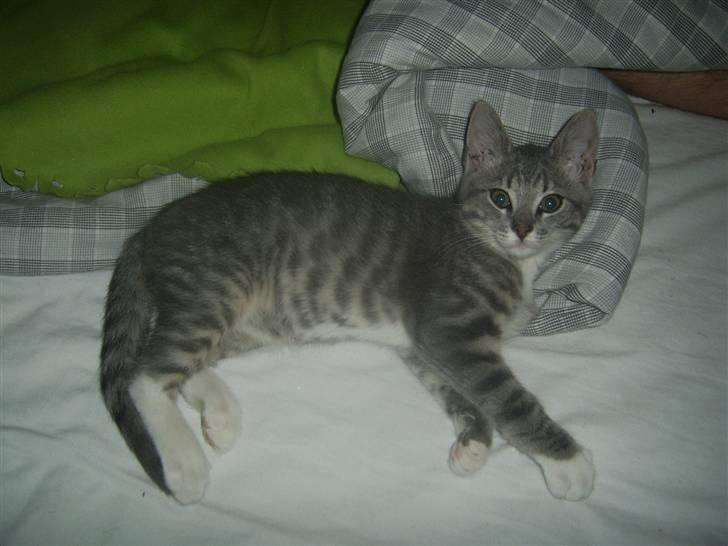 Blanding af racer Frede billede 4