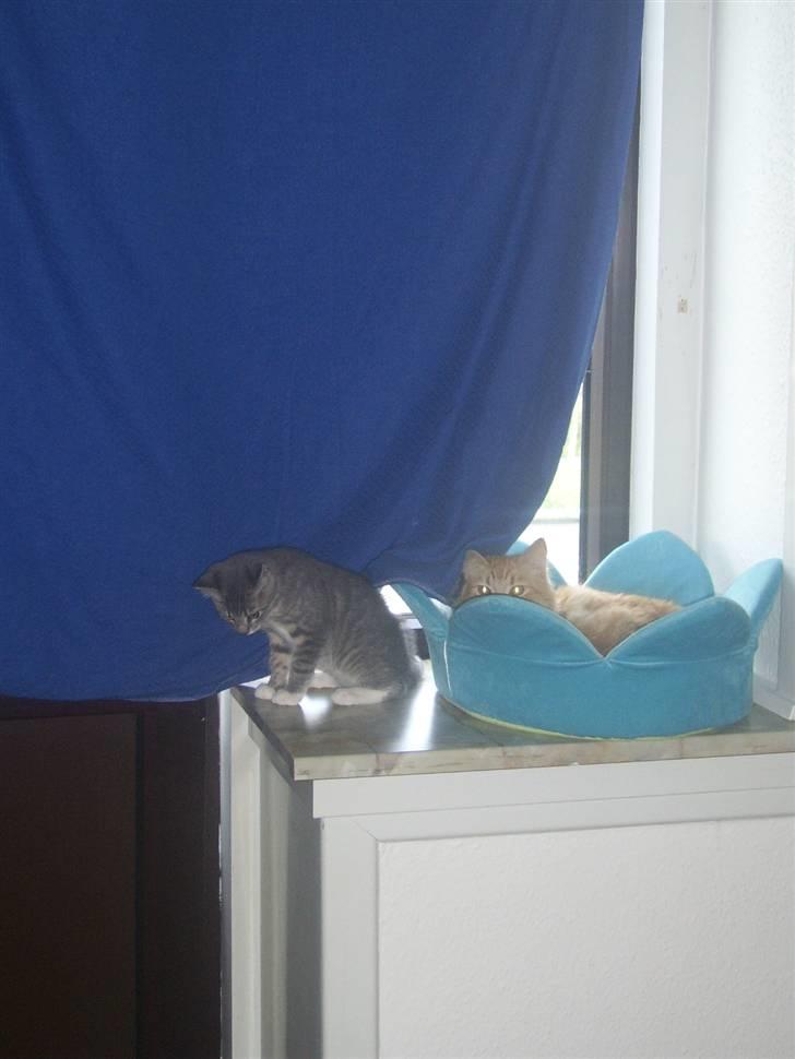 Blanding af racer Frede billede 5