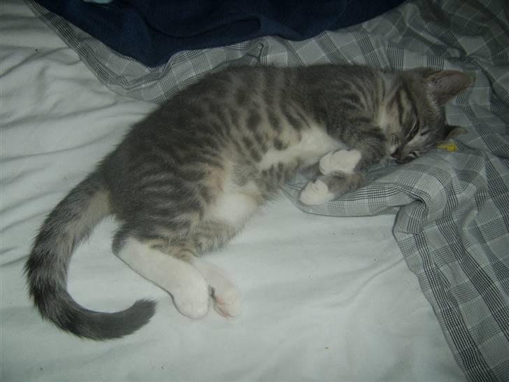 Blanding af racer Frede billede 6