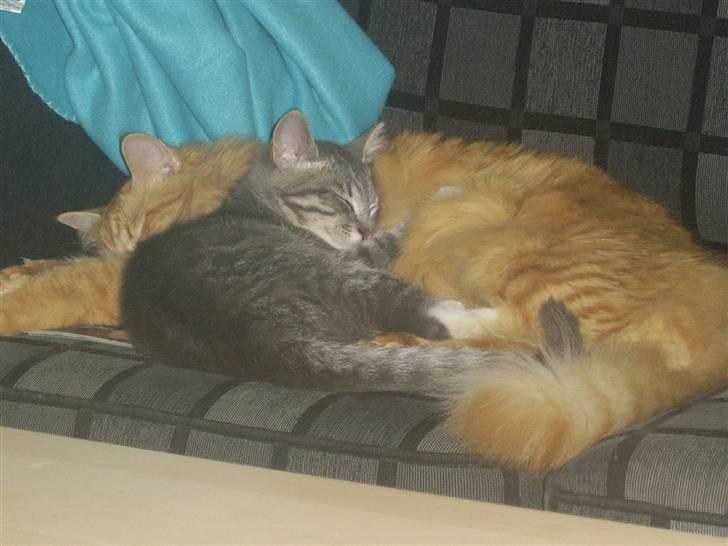 Blanding af racer Frede billede 7