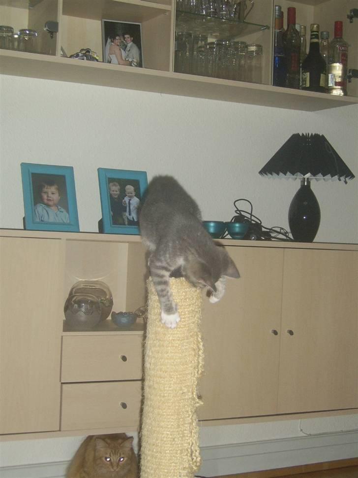 Blanding af racer Frede billede 8