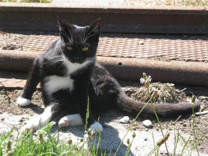 Huskat Emilie billede 7