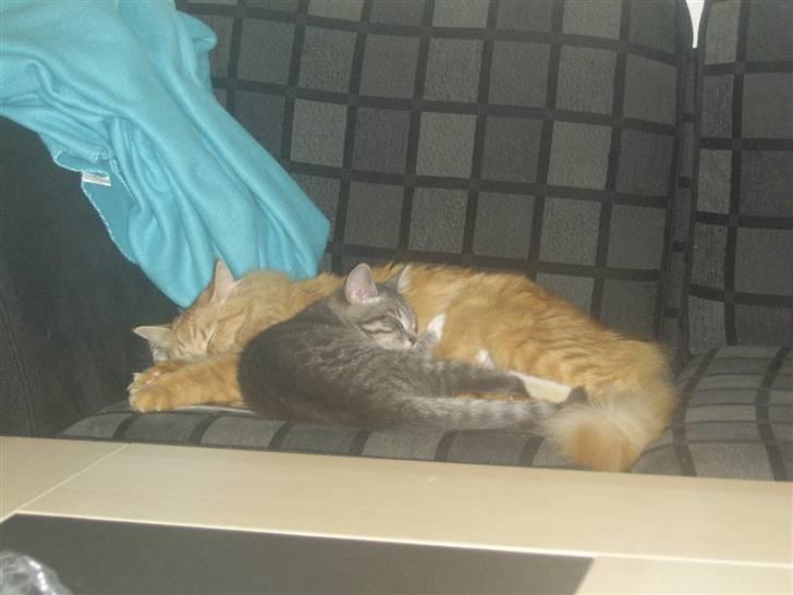 Norsk Skovkat Tilde billede 18