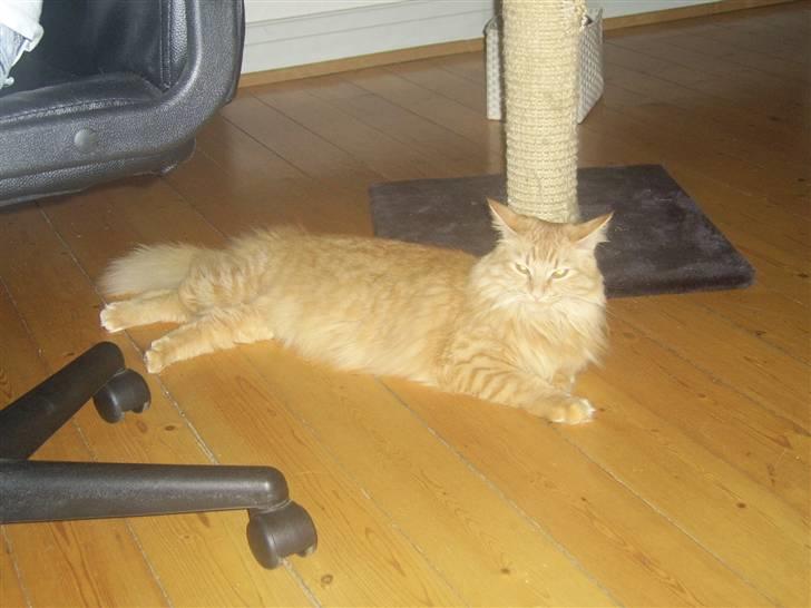 Norsk Skovkat Tilde billede 19