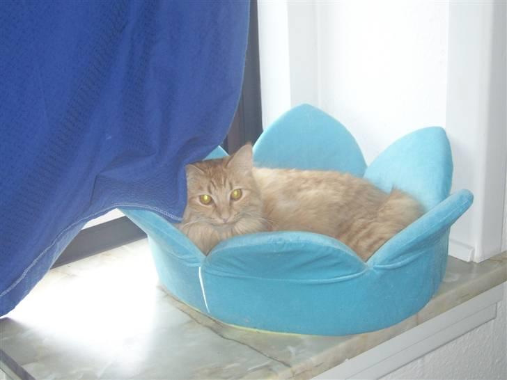 Norsk Skovkat Tilde billede 20