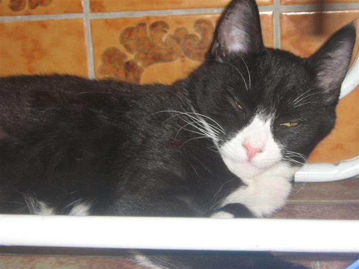 Huskat Jack billede 1