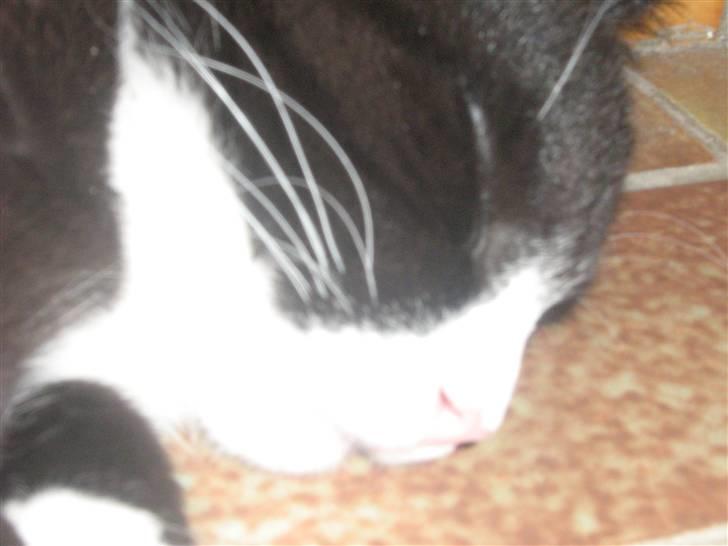 Huskat Jack billede 2