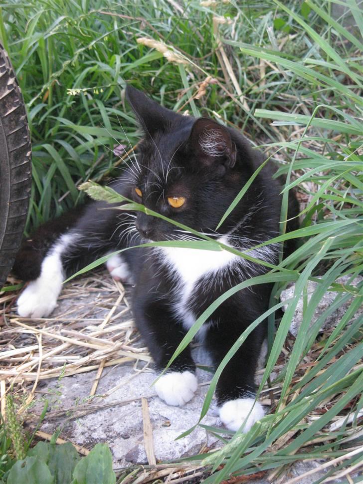 Huskat Emilie billede 8