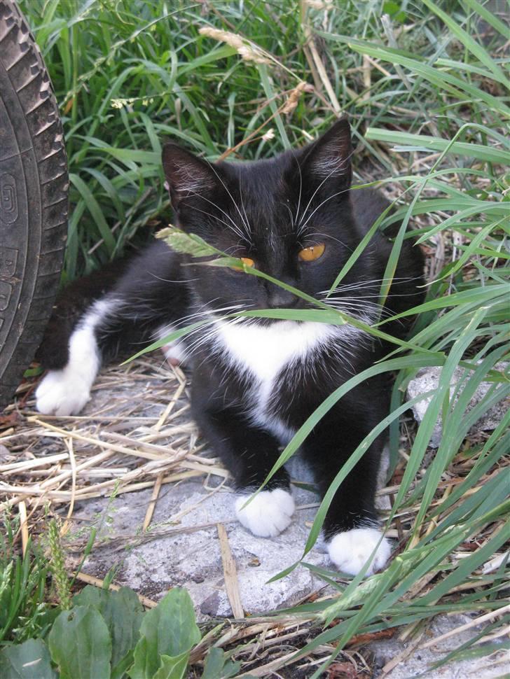 Huskat Emilie billede 9