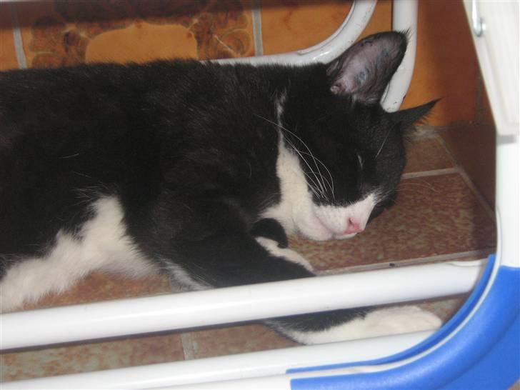 Huskat Jack billede 3