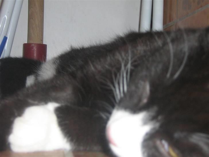 Huskat Jack billede 4