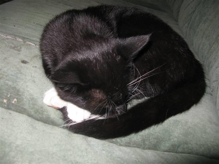 Huskat Emilie billede 10