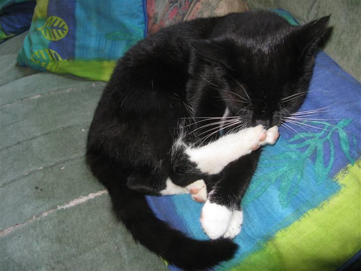 Huskat Emilie billede 11