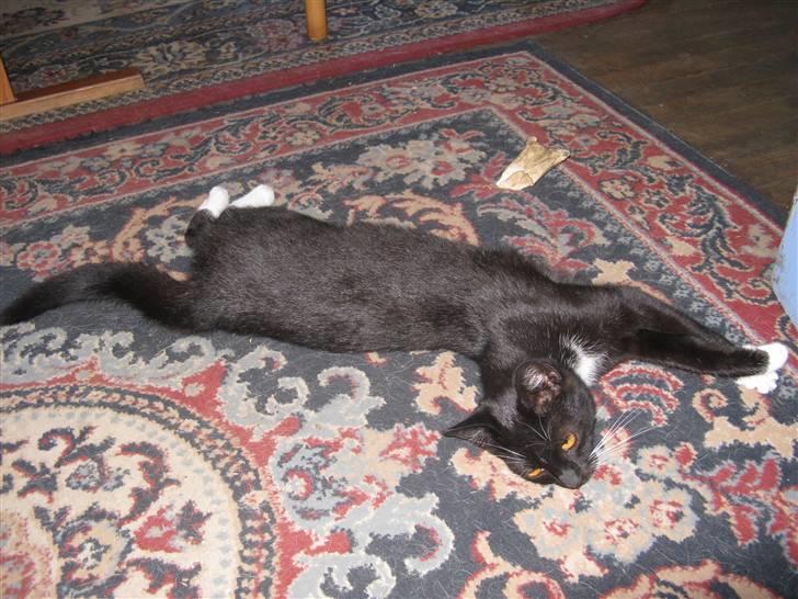 Huskat Emilie billede 12