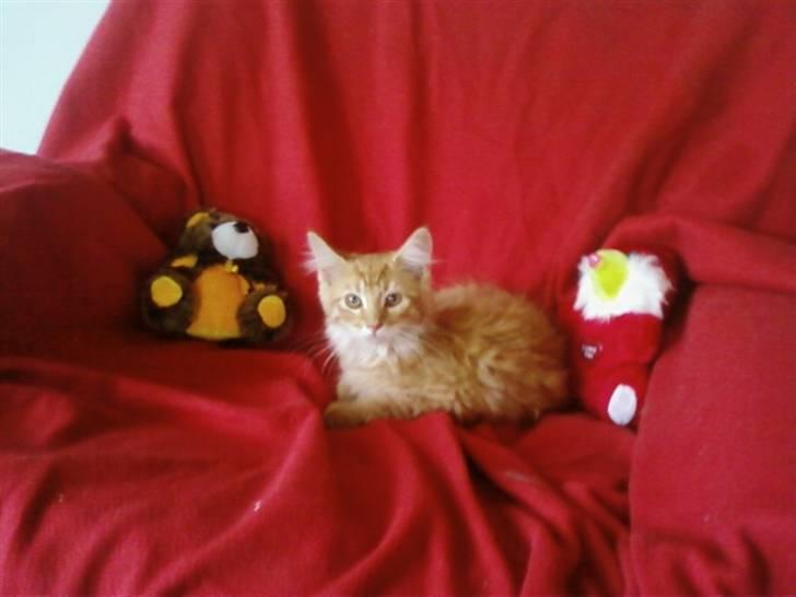 Maine Coon Lily - Nu med killinge - Det første billed hos min nye familie. Er ikk helt tryg ved det. billede 2