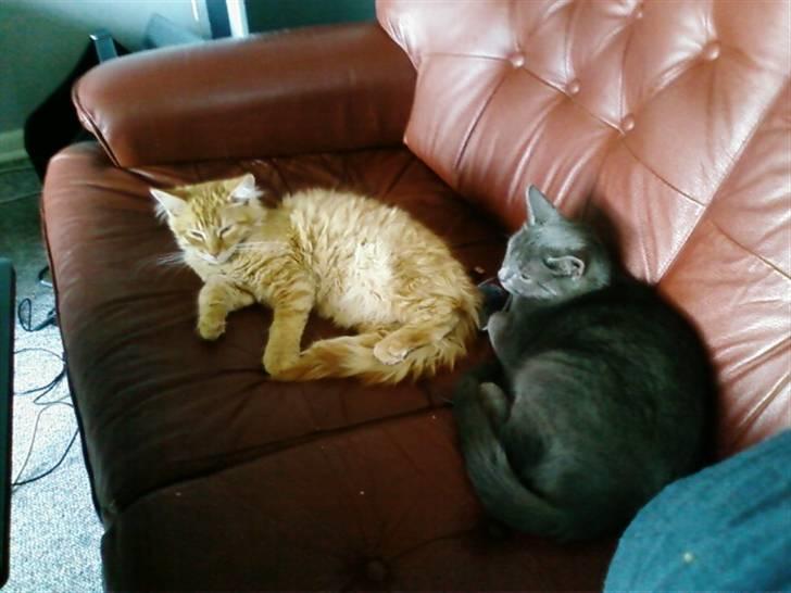 Maine Coon Lily - Nu med killinge - Vi kan godt være gode venner, når det skal være. billede 3