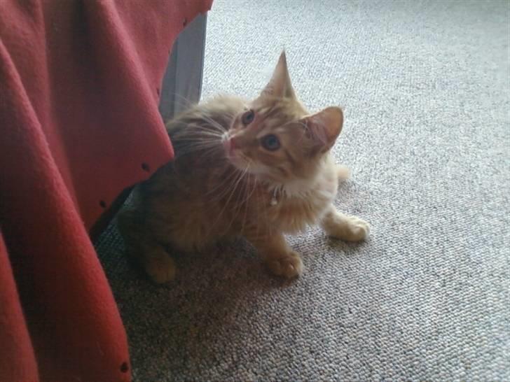 Maine Coon Lily - Nu med killinge - Mig? Jeg gør ingenting. billede 4