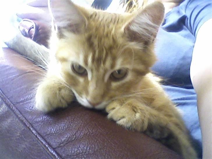 Maine Coon Lily - Nu med killinge - Er jeg ikke sød? billede 5