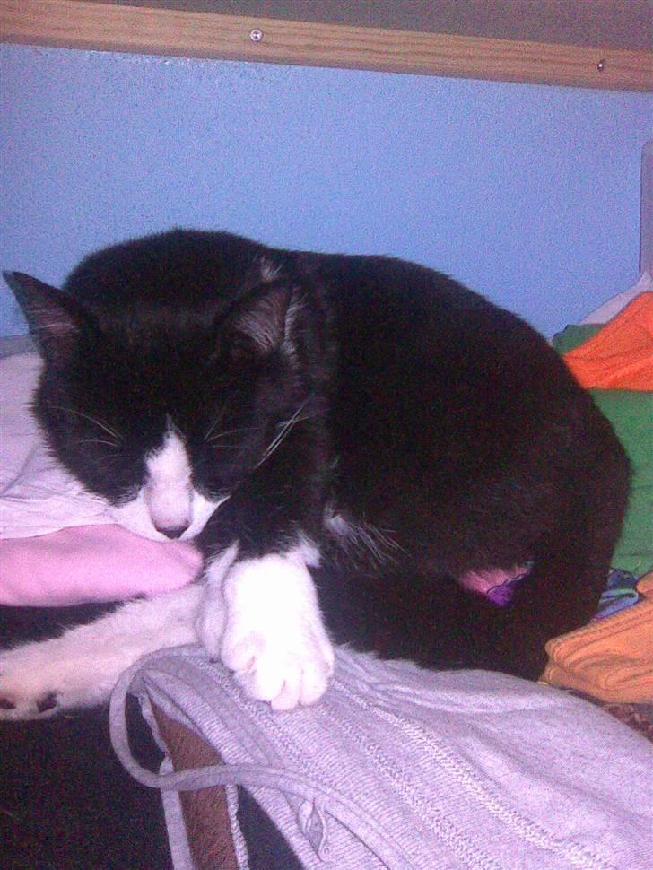 Huskat Snoffy :) billede 11