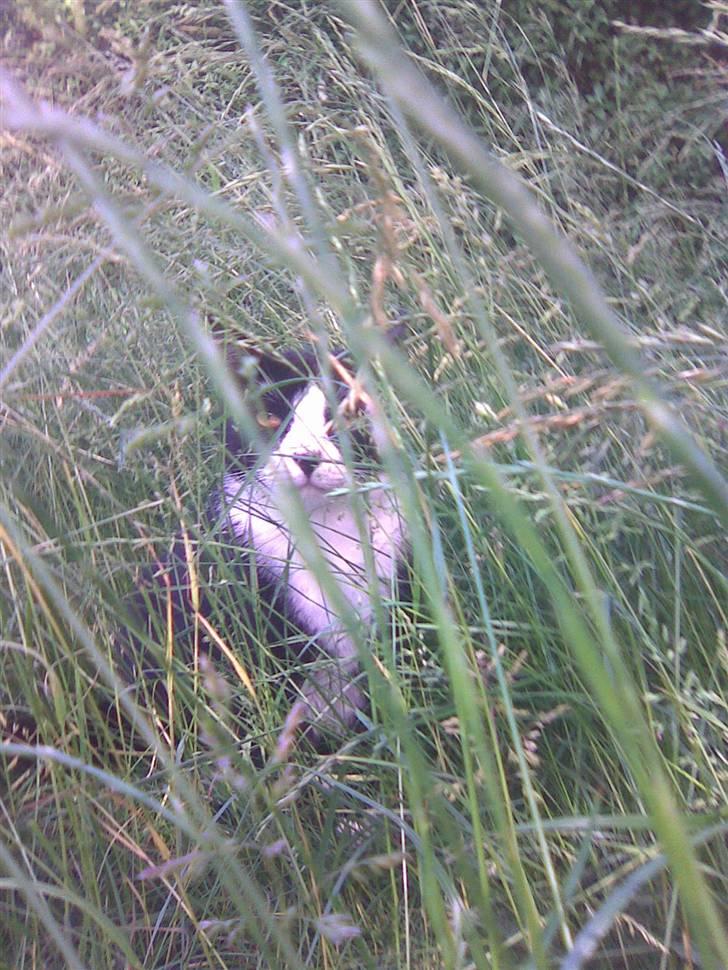 Huskat Snoffy :) billede 12