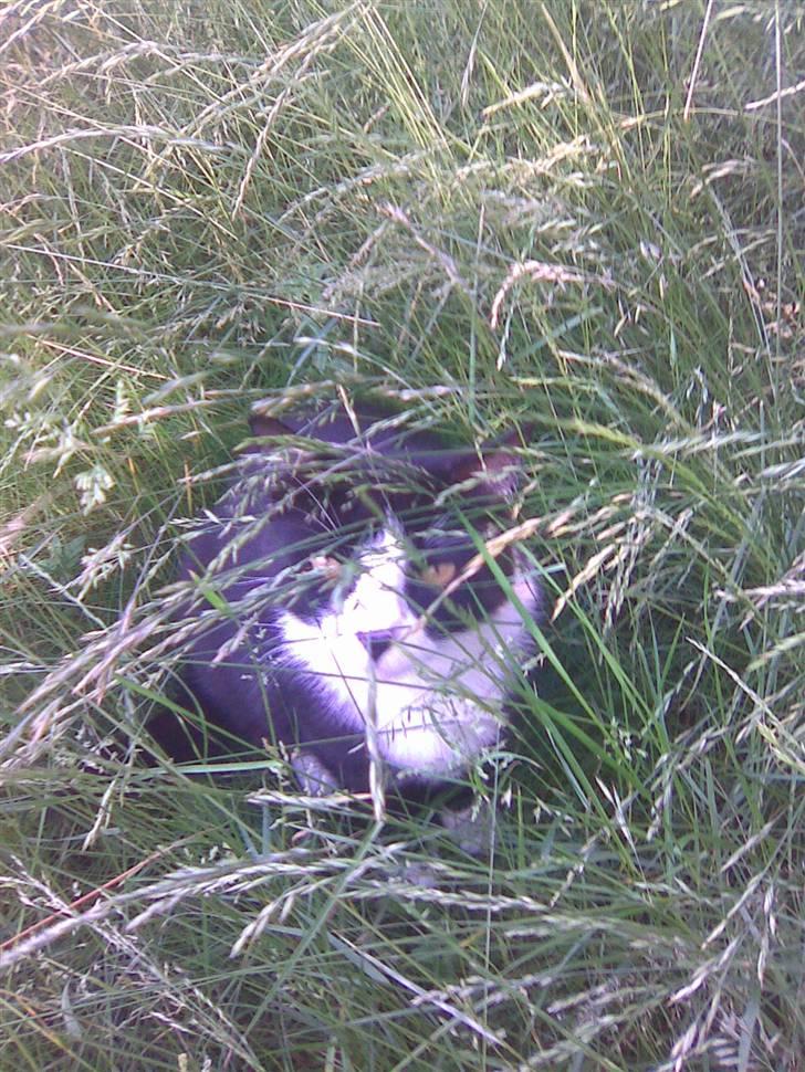 Huskat Snoffy :) billede 13